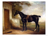 Portrait of Buckle, First Lord Chesham's Hunter, 1836 Giclee Print by Henry Thomas Alken
