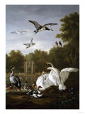 Swans, Ducks and Other Birds in a Park Giclee-trykk av Giovanni Battista Benvenuti