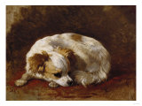 A Papillon Reproduction procédé giclée par Cecil Aldin
