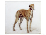 A Fawn Greyhound, 1897 Giclee Print by Cecil Aldin