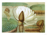 Victoria Regia or the Great Water Lily of America (Opening Flower), 1854, Publishers Giclee Print by Mary Cassatt