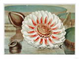 Victoria Regia or the Great Water Lily of America (Complete Bloom), 1854 reproduction procédé giclée par Mary Cassatt