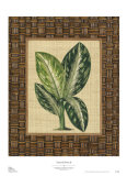 Natural Home II Posters by Susan Davies