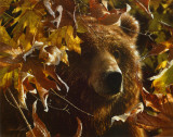 Legend of the Fall Plakater av Collin Bogle Legend of the Fall Plakater av Collin Bogle