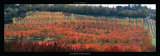 Automne en Provence Poster by Laurent Pinsard