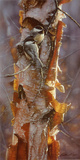 Sunlit Birch Posters av Collin Bogle Sunlit Birch Posters av Collin Bogle