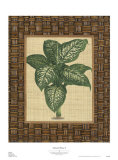 Natural Home I Prints by Susan Davies