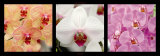 Orquídeas Láminas por Laurent Pinsard Orquídeas Láminas por Laurent Pinsard