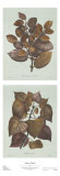 Sylvan Poster by Susan Davies