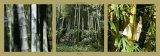 Bamboo Art by Laurent Pinsard