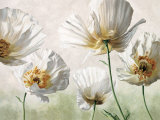 Raggi di Sole Affiche par Eva Barberini