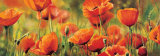Symphonie de Coquelicots Poster di Pierre Viollet Symphonie de Coquelicots Poster di Pierre Viollet