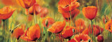Symphonie de Coquelicots Posters by Pierre Viollet