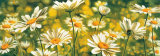 Melodie de Marguerites Prints by Pierre Viollet Melodie de Marguerites Prints by Pierre Viollet