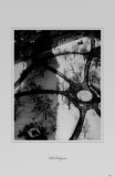 The Octopus Masterprint by Alvin Langdon Coburn