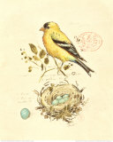 Gilded Songbird II Poster von Chad Barrett