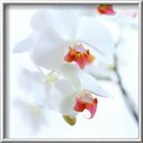White and Pink Orchid Prints by Cédric Porchez