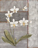 Orchid Shimmer II Posters by O. Braun