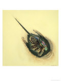 Cross Section Illustration Shows the Interior of a Horseshoe Crab Giclee Print by Christopher Klein