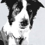 Collie Posters av Emily Burrowes