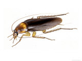 Painting of an American Cockroach Giclee Print by Paul M. Breeden