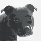 Staffordshire Bull Poster by Emily Burrowes