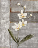 Orchid Shimmer I Posters av O. Braun