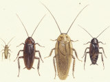 Close Views Illustrate Various Parts of a Cockroach Giclee-trykk av Paul M. Breeden Close Views Illustrate Various Parts of a Cockroach Giclee-trykk av Paul M. Breeden
