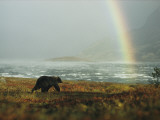 An Alaskan Brown Bear and Rainbow Near Nonvianuk Lake Photographie par George F. Mobley