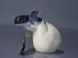 A Close View of a Hatching Endangered Green Sea Turtle Valokuvavedos tekijänä David Doubilet