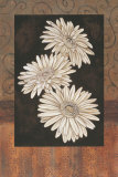 Santorini Daisies Prints by Paul Brent