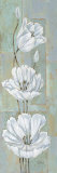 Florentine Tulips Art by Paul Brent