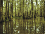Cypress Trees Reflected in the Green Waters of Bayou Long Photographic Print by John Eastcott & Yva Momatiuk