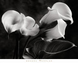 Cala Lilies No. 1 Print by Sondra Wampler