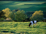 Cow in Field in Sinarpsdalen Valley, Above Bastad, Skane, Sweden Photographic Print by Anders Blomqvist