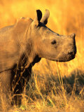 White Rhino Calf in Profile, Matobo National Park, Matabeleland South, Zimbabwe Reprodukcja zdjęcia autor Christer Fredriksson