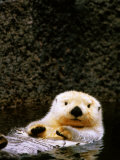 Sea Otter Floating on Its Back, Point Defiance Zoo, Tacoma, Washington Photographie par Mark Newman