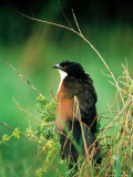 Blue-Headed Coucal, Lake Mburo National Park, Mbarara, Uganda Photographic Print by Ariadne Van Zandbergen