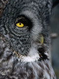 Face of Great Grey Owl, Canada Photographic Print by Christer Fredriksson