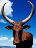 Ankole Cow, Uganda Photographic Print by Ariadne Van Zandbergen