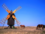Horses Graze Near Windmill, Oland, Kalmar, Sweden Photographic Print by Christer Fredriksson