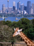 Giraffe at Tooronga Park Zoo with City Skyline Behind, Sydney, New South Wales, Australia Photographic Print by Greg Elms