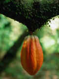 Cocoa Pod Growing on Tree, Grenada Valokuvavedos tekijänä Margie Politzer