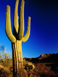 Saguaro at Sunset, Valley View Overlook Trail, Saguaro National Park, Arizona Photographic Print by Witold Skrypczak