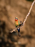 White-Fronted Bee-Eater Perched on Branch, Kafue National Park, North Western Province, Zambia Photographie par Ariadne Van Zandbergen
