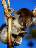 John Banagan - Koala in Tree at Healesville Sanctuary, Healesville, Victoria, Australia - Fotografik Baskı John Banagan - Koala in Tree at Healesville Sanctuary, Healesville, Victoria, Australia - Fotografik Baskı