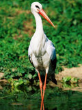 White Stork, Uganda Lámina fotográfica por Ariadne Van Zandbergen White Stork, Uganda Lámina fotográfica por Ariadne Van Zandbergen