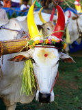 Bull Decorated for Pongal Festival, Mahabalipuram, Tamil Nadu, India Photographic Print by Greg Elms