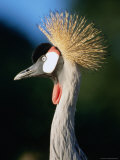 Grey Crowned Crane Or Southern Crowned Crane, Uganda Photographie par Ariadne Van Zandbergen