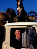 Farmer in Ute with Dogs, Mansfield, Victoria, Australia Photographie par Michael Coyne